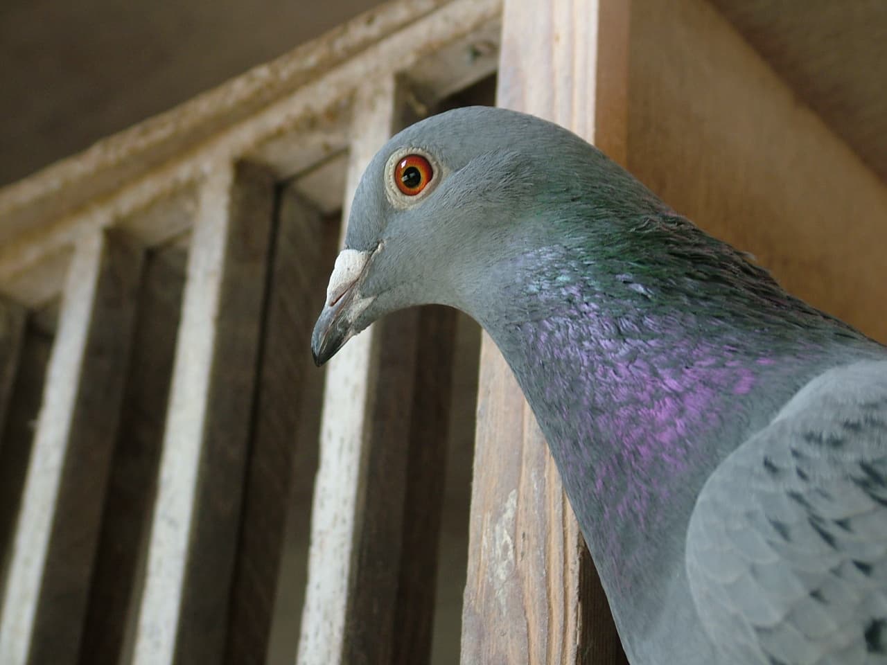 Pigeon Image