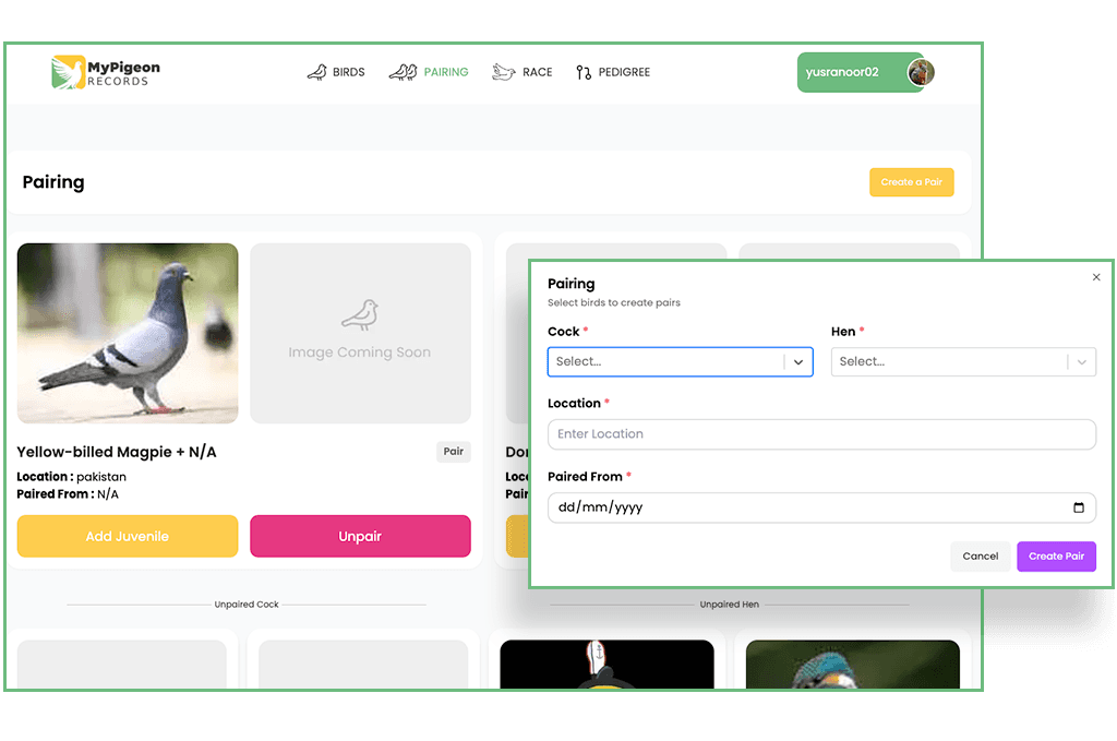 Racing Pigeon Breeding Management Interface