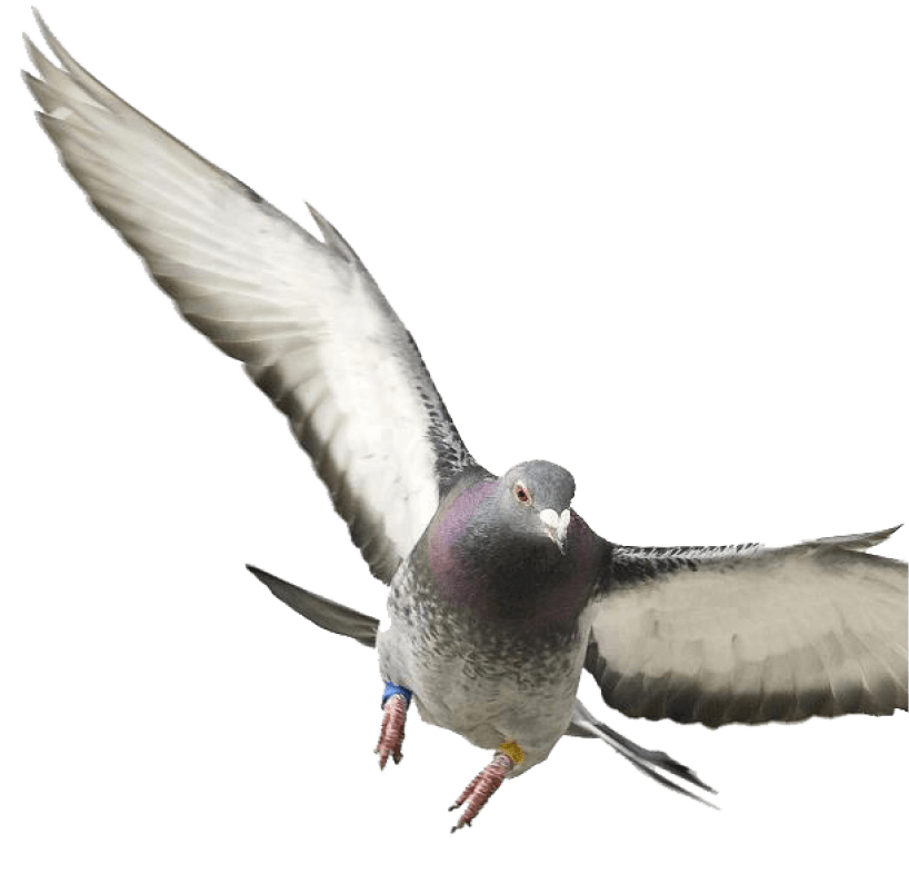 Pigeon Image