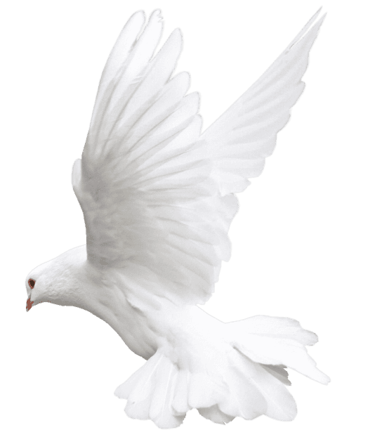 Racing Pigeon in Flight - MyPigeon Records Management System
