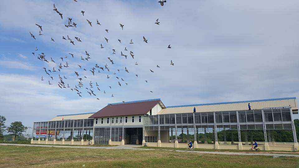 One Loft Races vs. Club Races: Which is Better for Your Pigeons?