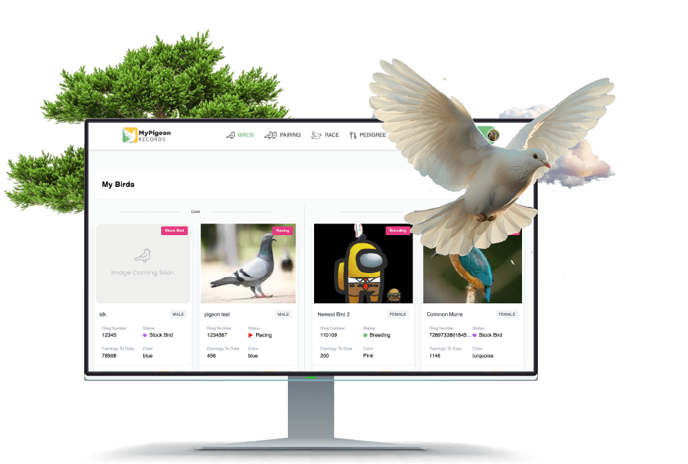 Racing Pigeon Management Software Interface