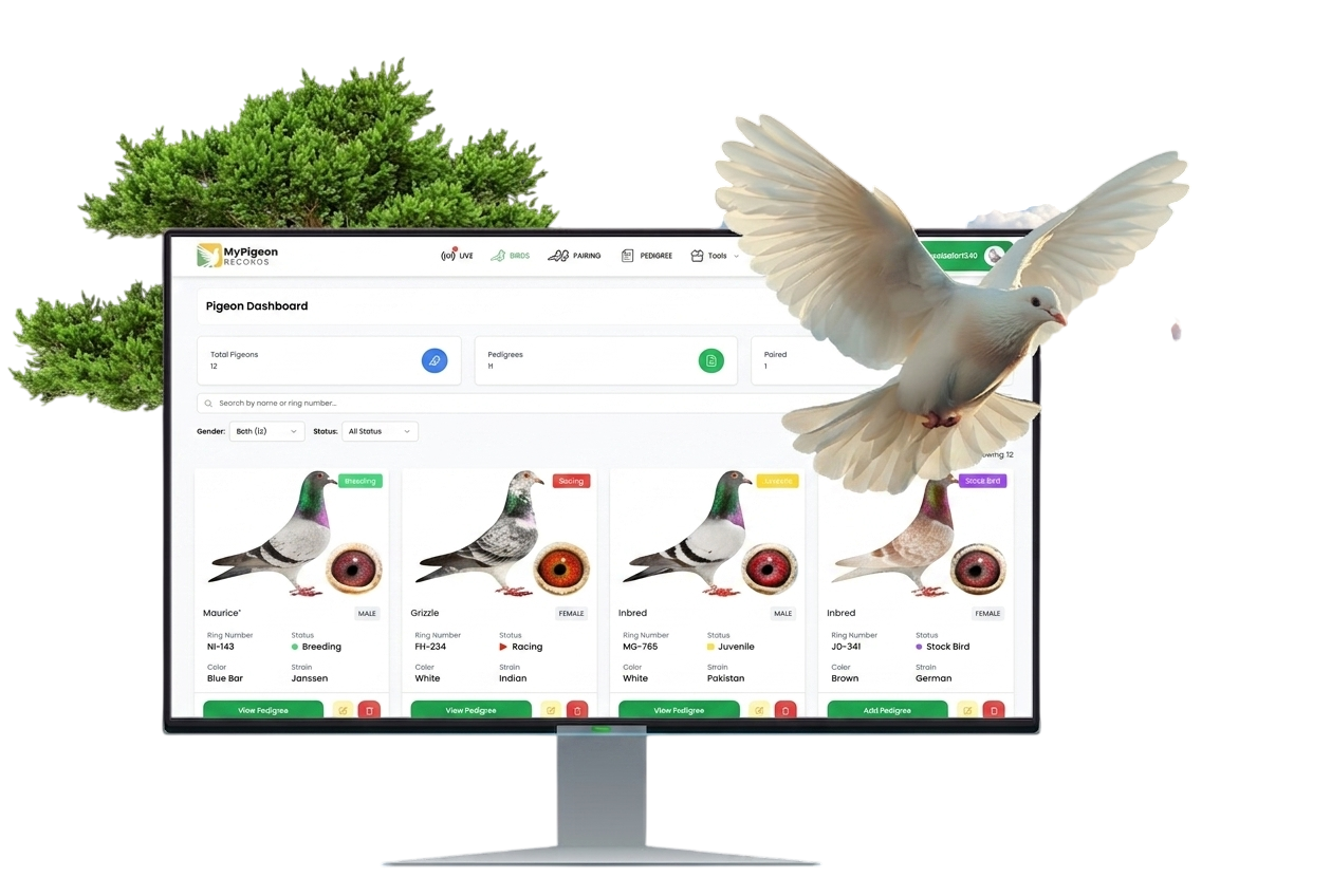 Racing Pigeon Management Software Interface