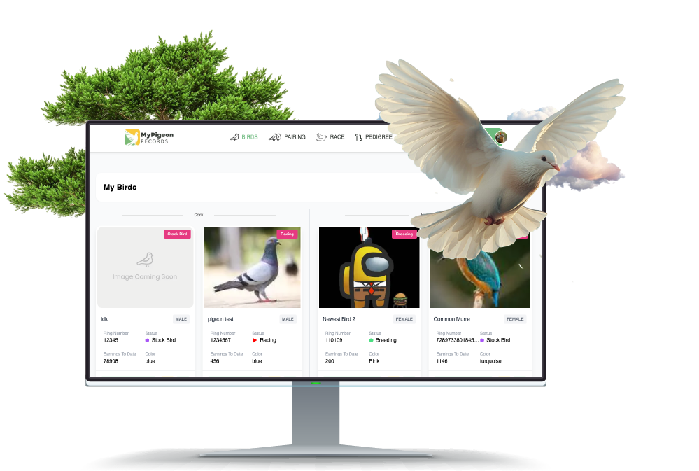 Racing Pigeon Management Software Interface