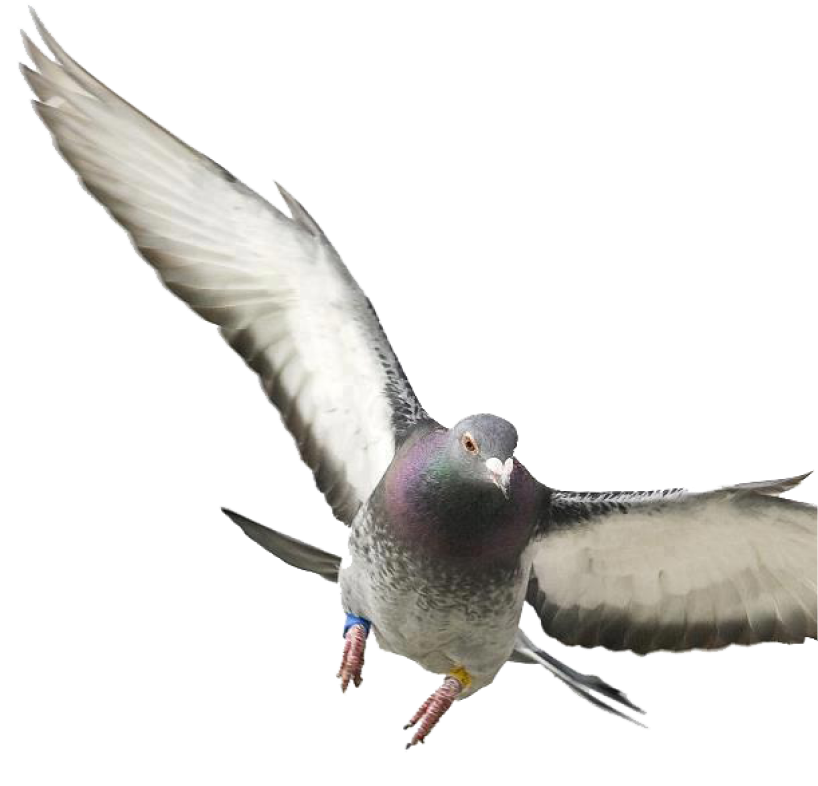 Pigeon Image