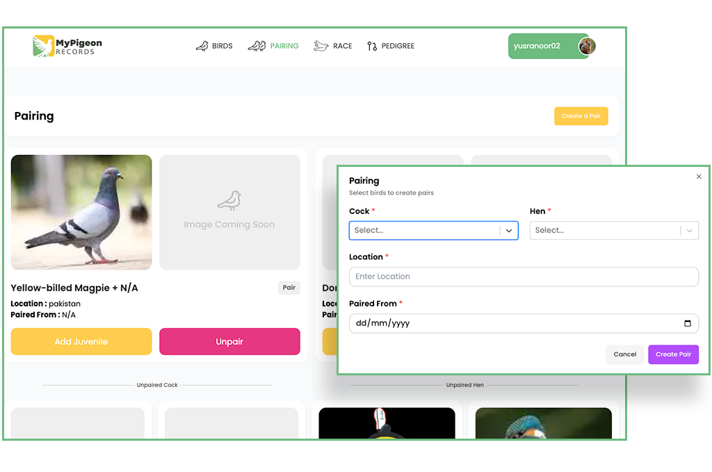 Racing Pigeon Breeding Management Interface