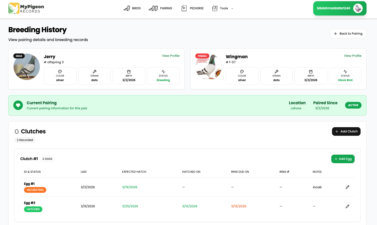 Racing Pigeon Breeding Management Interface