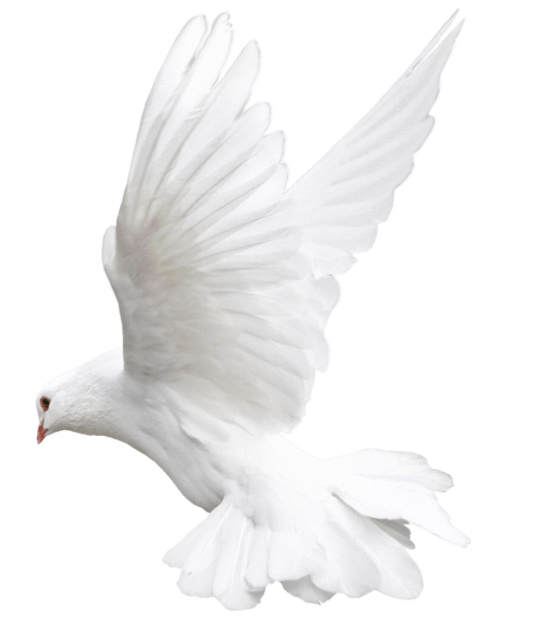 Racing Pigeon in Flight - MyPigeon Records Management System
