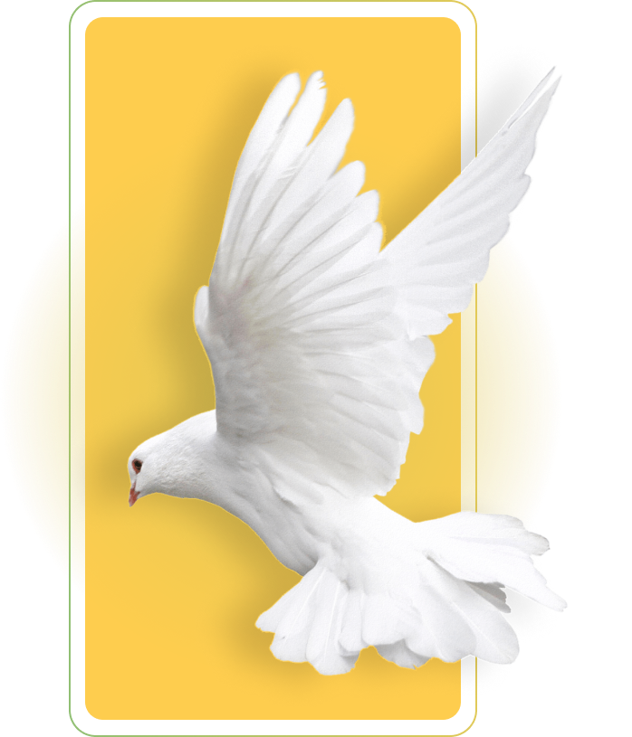Pigeon management software support and help